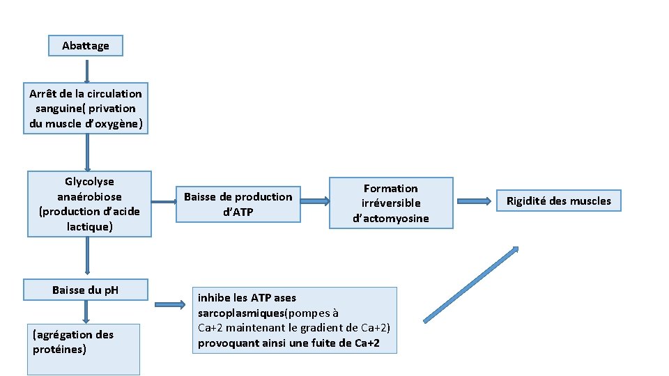 Abattage Arrêt de la circulation sanguine( privation du muscle d’oxygène) Glycolyse anaérobiose (production d’acide