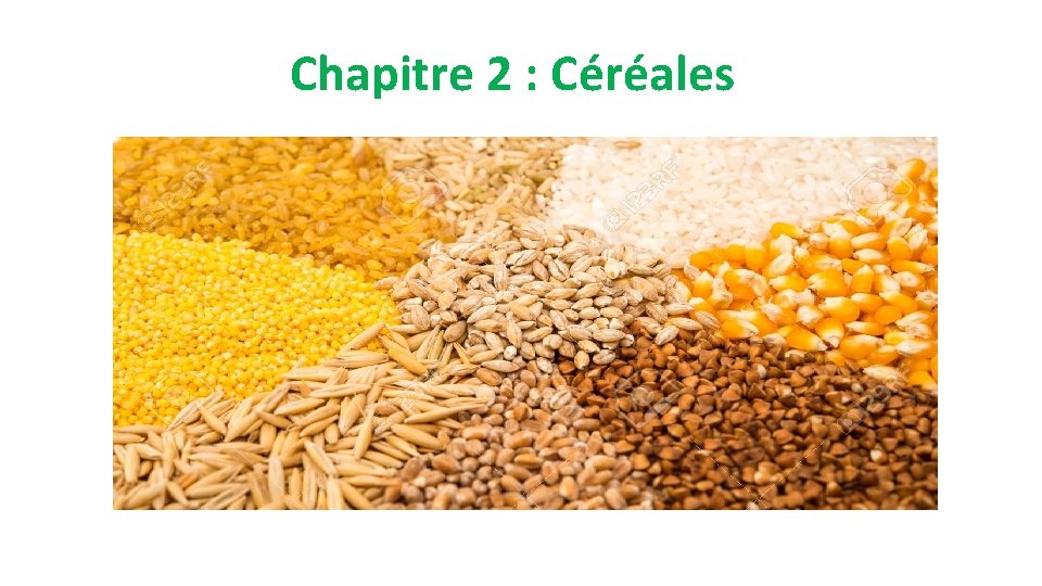 Chapitre 2 : Céréales 