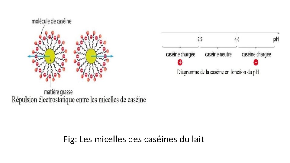 Fig: Les micelles des caséines du lait 