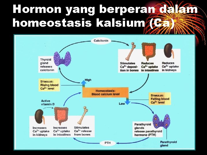 Hormon yang berperan dalam homeostasis kalsium (Ca) 