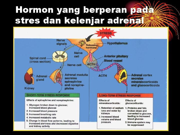 Hormon yang berperan pada stres dan kelenjar adrenal 