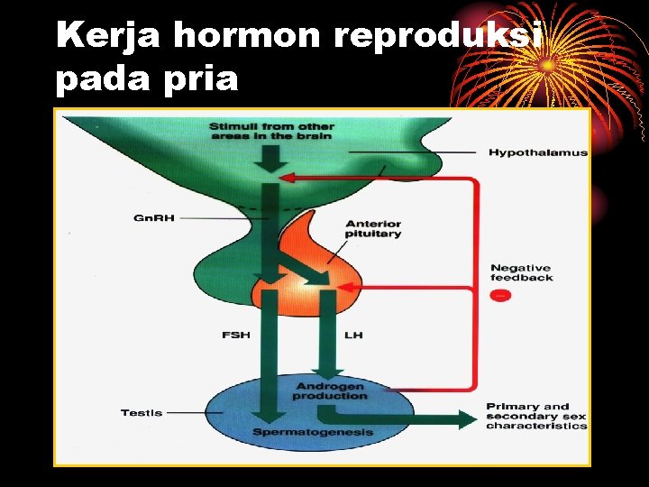 Kerja hormon reproduksi pada pria 