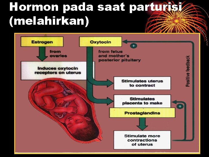 Hormon pada saat parturisi (melahirkan) 