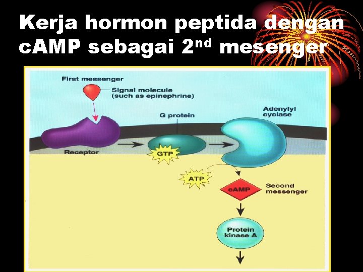 Kerja hormon peptida dengan c. AMP sebagai 2 nd mesenger 