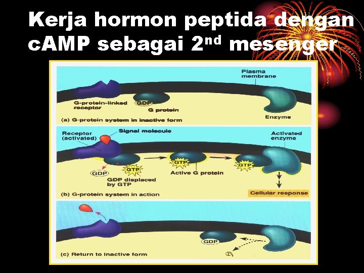 Kerja hormon peptida dengan c. AMP sebagai 2 nd mesenger 