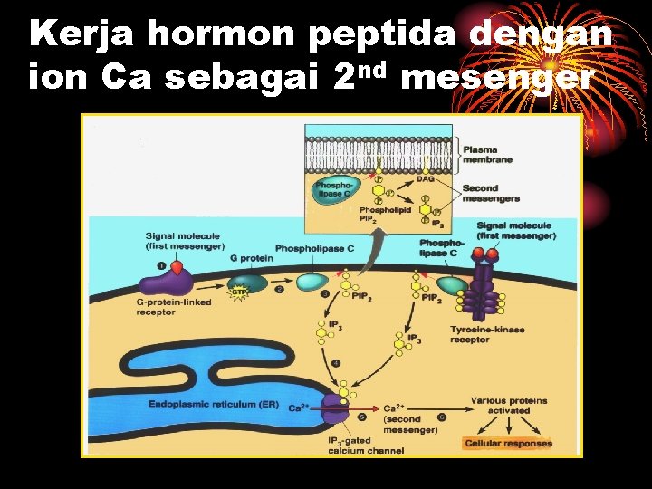 Kerja hormon peptida dengan ion Ca sebagai 2 nd mesenger 