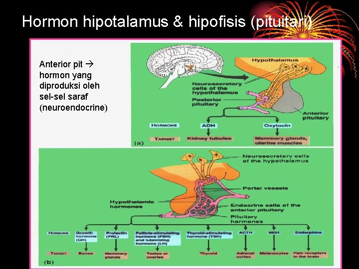 Hormon hipotalamus & hipofisis (pituitari) Anterior pit hormon yang diproduksi oleh sel-sel saraf (neuroendocrine)