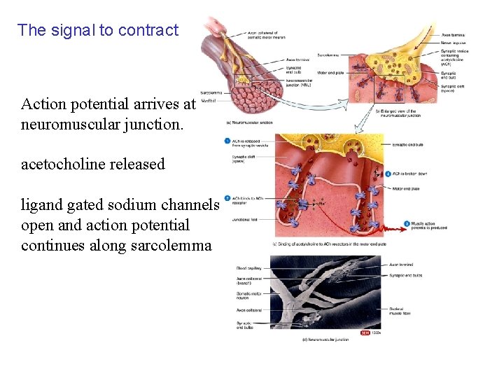 The signal to contract 10_10 Action potential arrives at neuromuscular junction. acetocholine released ligand