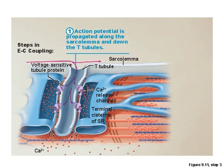 1 Action potential is Steps in E-C Coupling: propagated along the sarcolemma and down