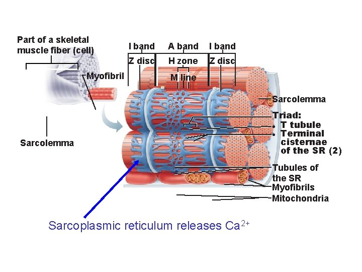 Part of a skeletal muscle fiber (cell) Myofibril I band A band I band
