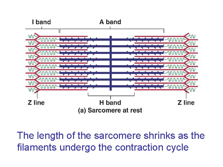 The length of the sarcomere shrinks as the filaments undergo the contraction cycle 