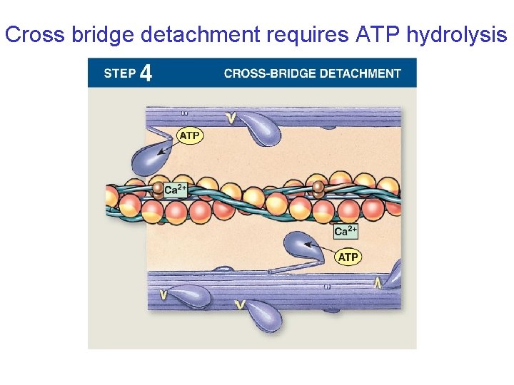 Cross bridge detachment requires ATP hydrolysis 