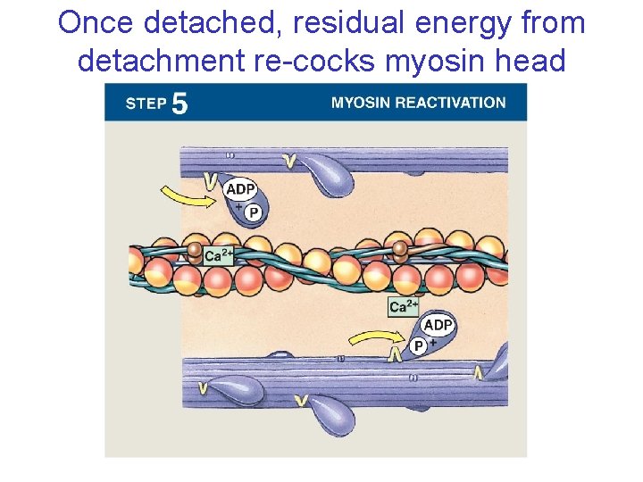 Once detached, residual energy from detachment re-cocks myosin head 