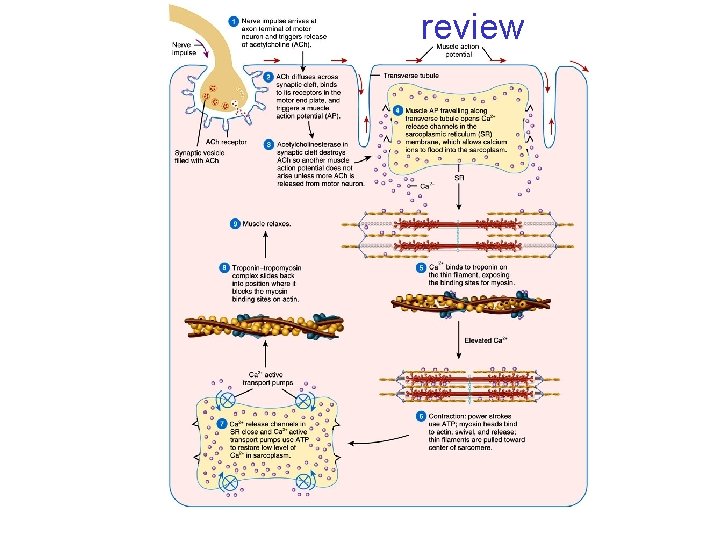 review 10_11 