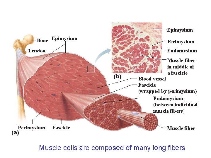 Epimysium Bone Epimysium Perimysium Endomysium Tendon (b) Perimysium (a) Fascicle Muscle fiber in middle