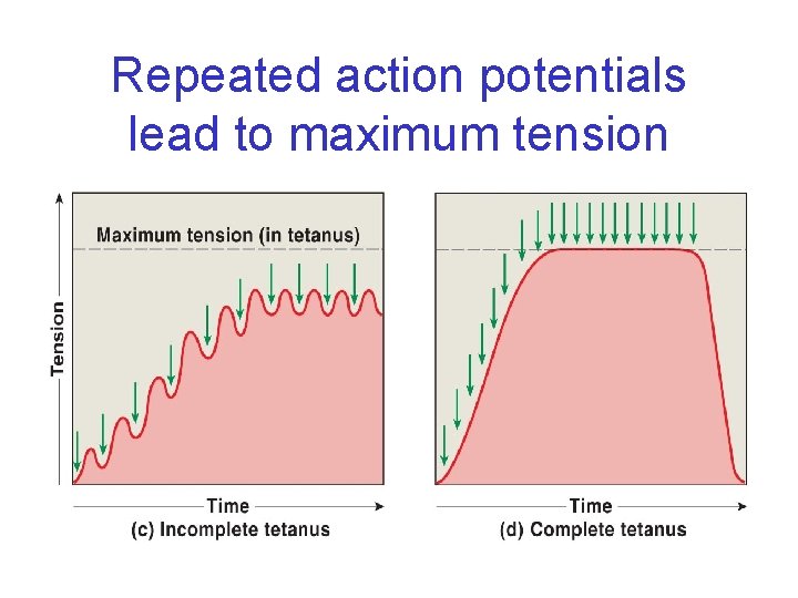 Repeated action potentials lead to maximum tension 