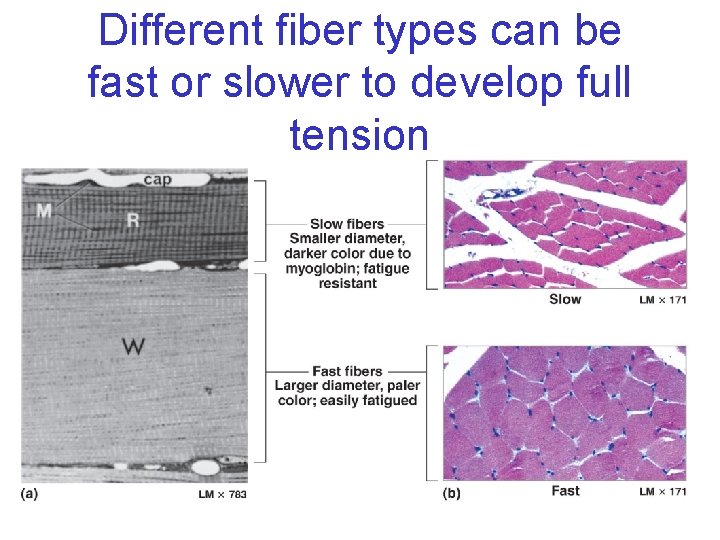 Different fiber types can be fast or slower to develop full tension . 