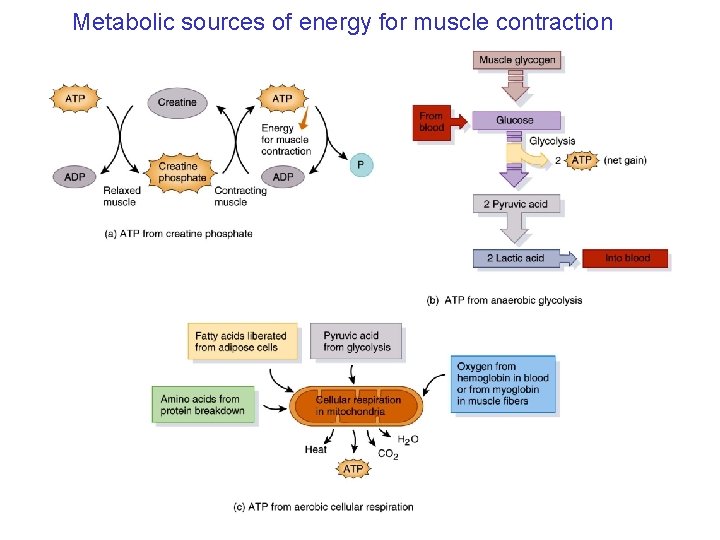Metabolic sources of energy for muscle contraction 10_12 