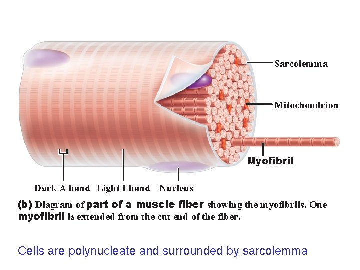 Sarcolemma Mitochondrion Myofibril Dark A band Light I band Nucleus (b) Diagram of part