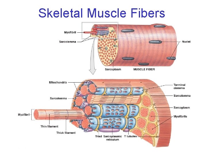 Skeletal Muscle Fibers 