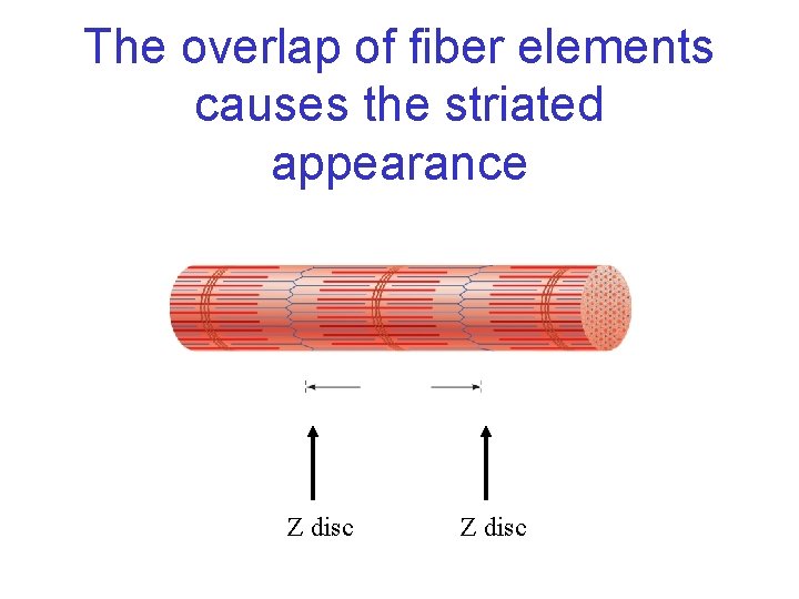 The overlap of fiber elements causes the striated appearance Z disc 