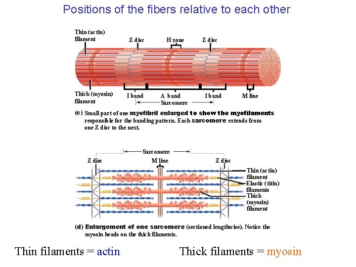 Positions of the fibers relative to each other Thin (actin) filament Thick (myosin) filament