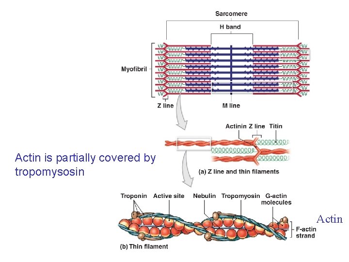 Actin is partially covered by tropomysosin Actin 