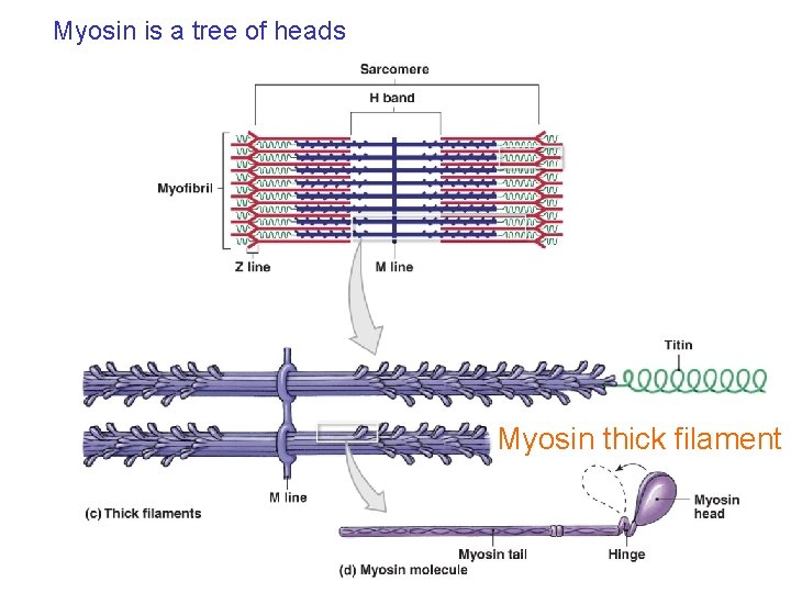 Myosin is a tree of heads Myosin thick filament 