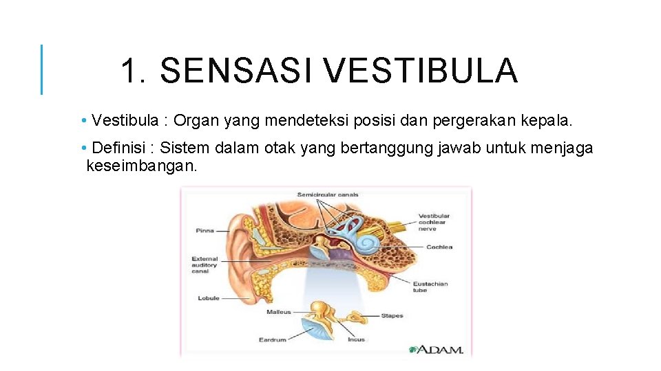 1. SENSASI VESTIBULA • Vestibula : Organ yang mendeteksi posisi dan pergerakan kepala. •