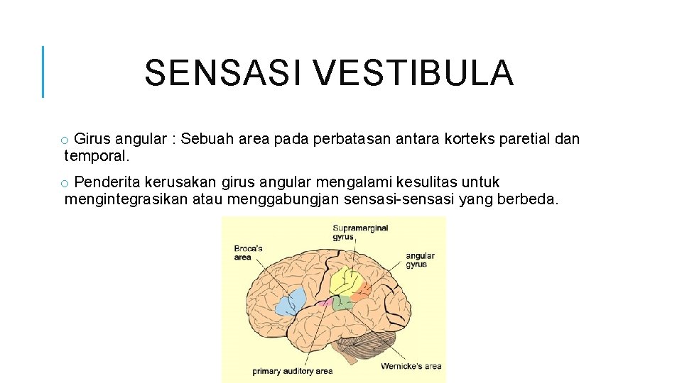 SENSASI VESTIBULA o Girus angular : Sebuah area pada perbatasan antara korteks paretial dan