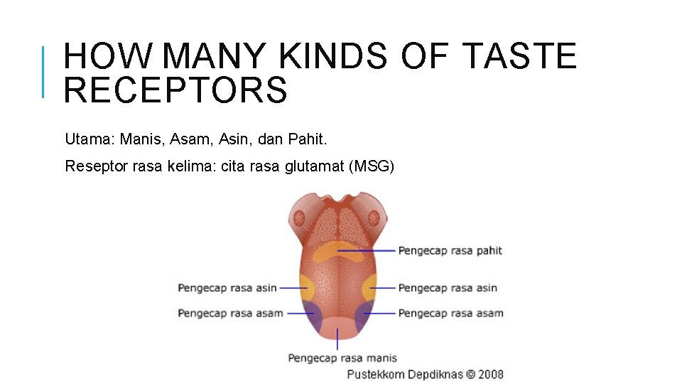 HOW MANY KINDS OF TASTE RECEPTORS Utama: Manis, Asam, Asin, dan Pahit. Reseptor rasa