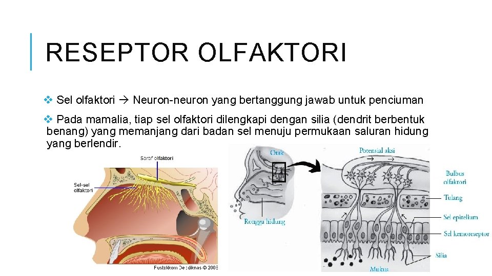 RESEPTOR OLFAKTORI v Sel olfaktori Neuron-neuron yang bertanggung jawab untuk penciuman v Pada mamalia,