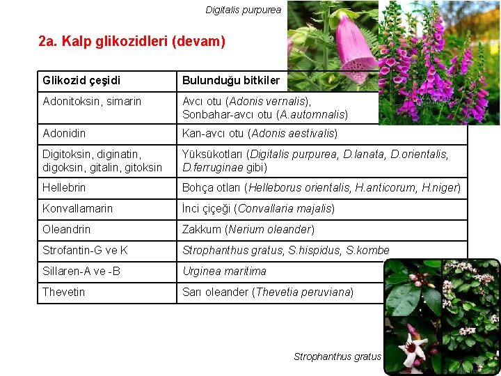 Digitalis purpurea 2 a. Kalp glikozidleri (devam) Glikozid çeşidi Bulunduğu bitkiler Adonitoksin, simarin Avcı