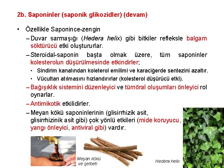 2 b. Saponinler (saponik glikozidler) (devam) • Özellikle Saponince-zengin – Duvar sarmaşığı (Hedera helix)