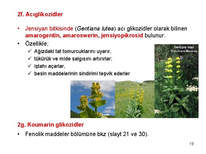 2 f. Acıglikozidler • Jensiyan bitkisinde (Gentiana lutea) acı glikozidler olarak bilinen amarogentin, amaroswerin,