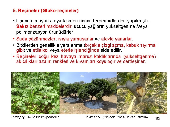 5. Reçineler (Gluko-reçineler) • Uçucu olmayan /veya kısmen uçucu terpenoidlerden yapılmıştır. Sakız benzeri maddelerdir;