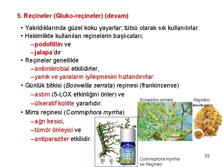 5. Reçineler (Gluko-reçineler) (devam) • Yakıldıklarında güzel koku yayarlar; tütsü olarak sık kullanılırlar. •