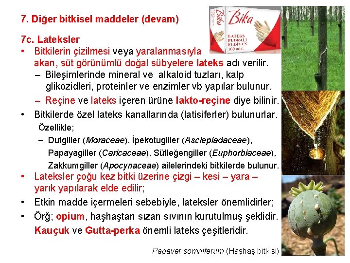 7. Diğer bitkisel maddeler (devam) 7 c. Lateksler • Bitkilerin çizilmesi veya yaralanmasıyla akan,