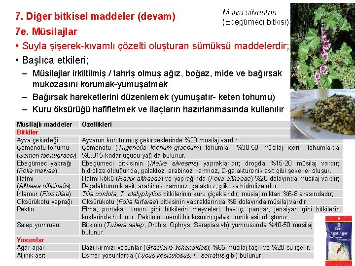7. Diğer bitkisel maddeler (devam) Malva silvestris (Ebegümeci bitkisi) 7 e. Müsilajlar • Suyla
