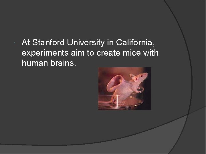  At Stanford University in California, experiments aim to create mice with human brains.