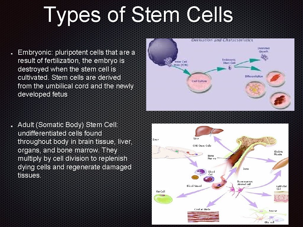 Types of Stem Cells Embryonic: pluripotent cells that are a result of fertilization, the