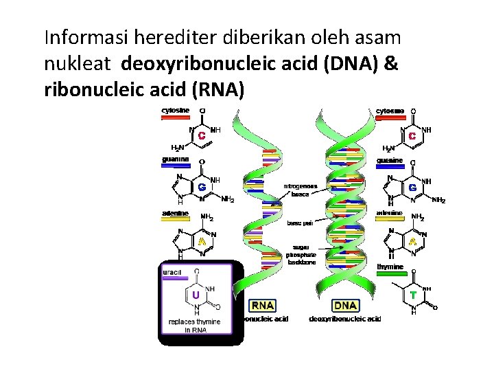 Informasi herediter diberikan oleh asam nukleat deoxyribonucleic acid (DNA) & ribonucleic acid (RNA) 
