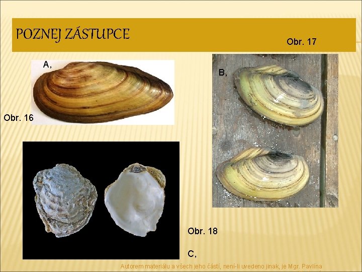 POZNEJ ZÁSTUPCE Obr. 17 A, B, Obr. 16 Obr. 18 C, Autorem materiálu a