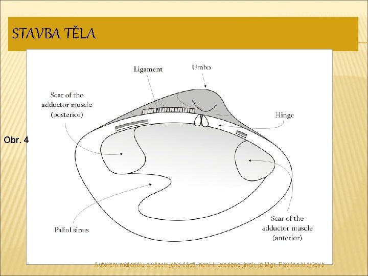 STAVBA TĚLA Obr. 4 Autorem materiálu a všech jeho částí, není-li uvedeno jinak, je