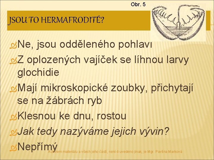 Obr. 5 JSOU TO HERMAFRODITÉ? Ne, jsou odděleného pohlaví Z oplozených vajíček se líhnou