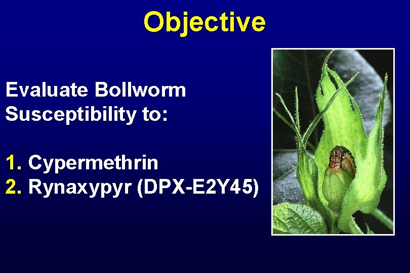 Objective Evaluate Bollworm Susceptibility to: 1. Cypermethrin 2. Rynaxypyr (DPX-E 2 Y 45) 