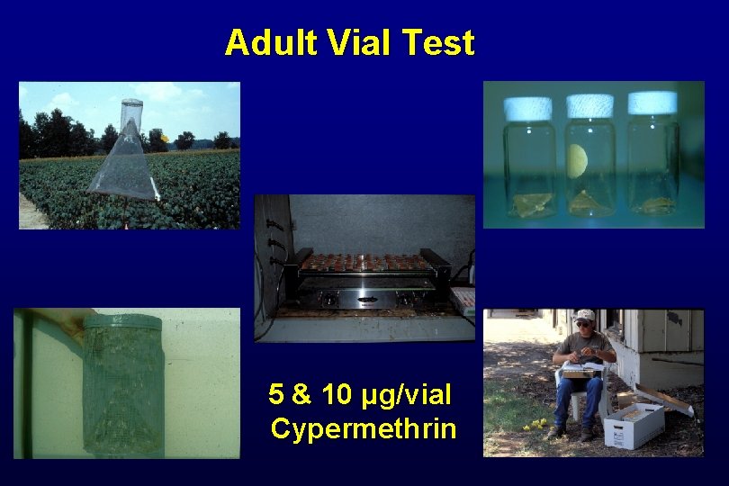 Adult Vial Test 5 & 10 μg/vial Cypermethrin 