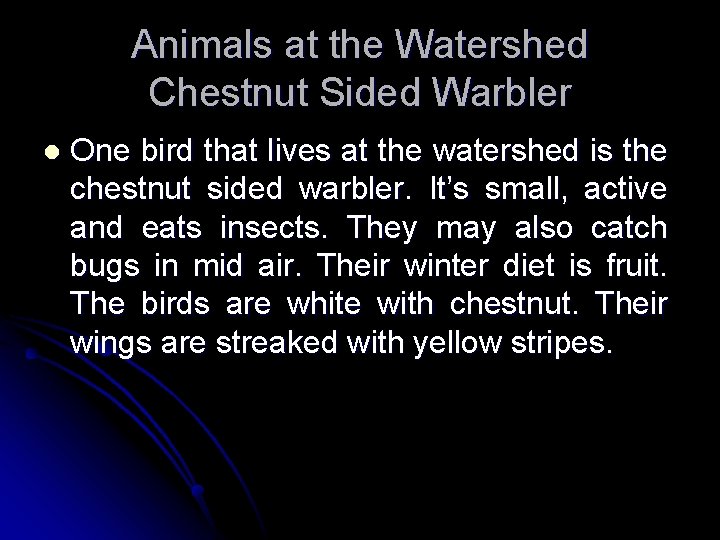 Animals at the Watershed Chestnut Sided Warbler l One bird that lives at the