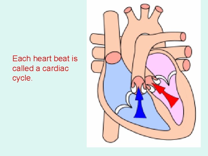 Each heart beat is called a cardiac cycle. 