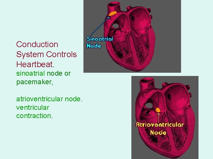 Conduction System Controls Heartbeat. sinoatrial node or pacemaker, atrioventricular node. ventricular contraction. 